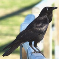 Australian Raven
