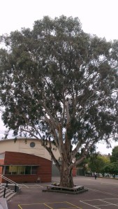 Great grandmother gum tree