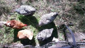 Gratuitous chicken picture