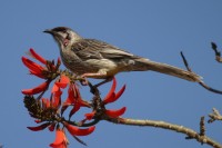 Red Wattlebird