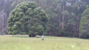 Photographer by a tree