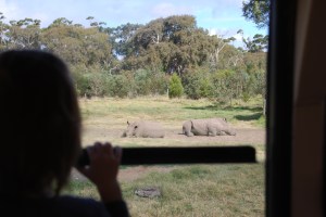 Child in silouhette watching rhinos