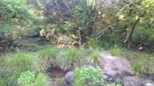 The view from my sit spot for the weekend.