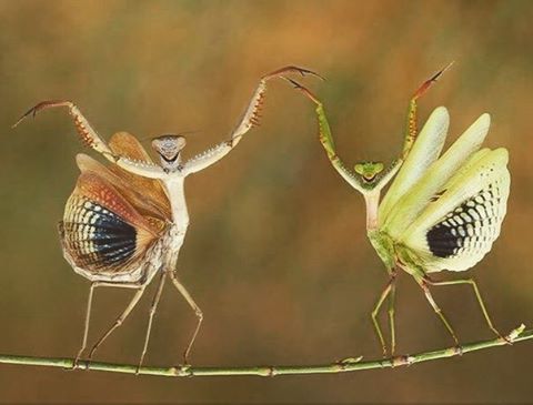 ▼ Lesbian Mantis (Sphodromantis Viridis Lesbuerelius) balance dance ▼ #lesbian #animal #lgbt #lgbtq #lgbtqi #lesbianculture #lesbianfun #animals #animalsco #animalsofinstagram #animallover #animales #lesbians #mantis