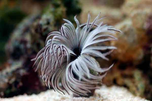 fancy-species-of-segmented-filter-feeding-worm