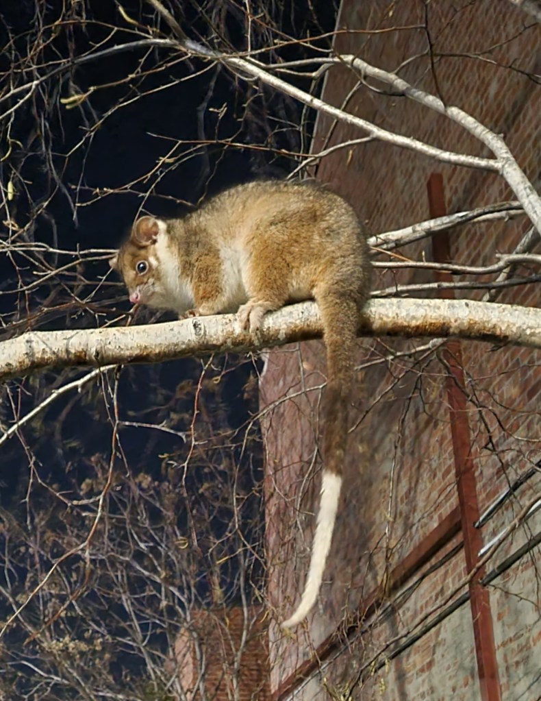 Picture of Common Ringtail Possum By John Gardner - Own work, CC BY-SA 4.0, https://commons.wikimedia.org/w/index.php?curid=120401211